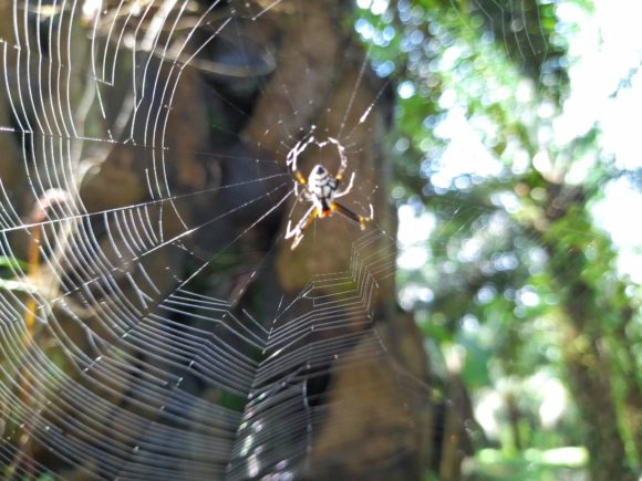 Spider with Its Web: Engineering Resilience in the Digital Age